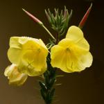 Olio di Enagra - il potere abbellente dei fiori gialli