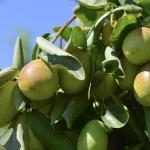 Olio di Jojoba - Il Prodotto Perfetto Per Tutti i Tipi di Pelle e Capelli