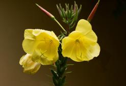Olio di Enagra - il potere abbellente dei fiori gialli